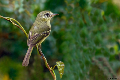 MARÌA DA RESTINGA (Phylloscartes kronei)